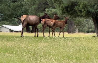 Gonzales Cozy Little Bear Cabin - Foto 6