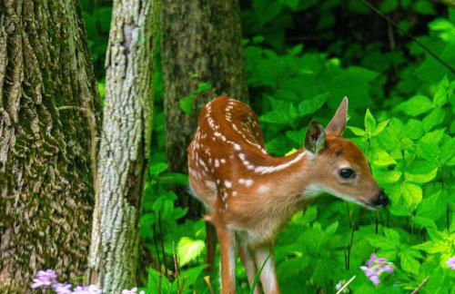 Luxe Spa Cabin: Hot Tub + Sauna + Fire - Foto 51