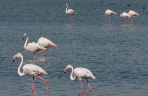 Appartement, vue sur l’étang, proche aéroport. - Foto 11