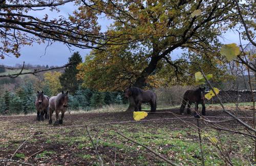 Apartment Rur-Partie im Haus An der Rur - Foto 26