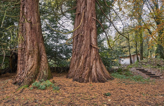 1-bed Cabin, 2 Adults, Wood Burning Hot Tub & Fire - Photo 27