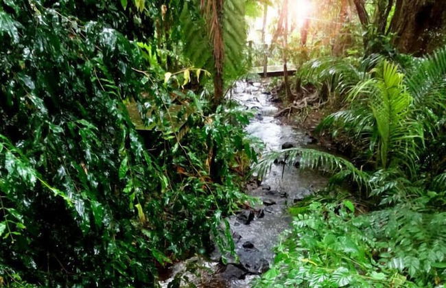 Treetops Accommodation Montville - Photo 63