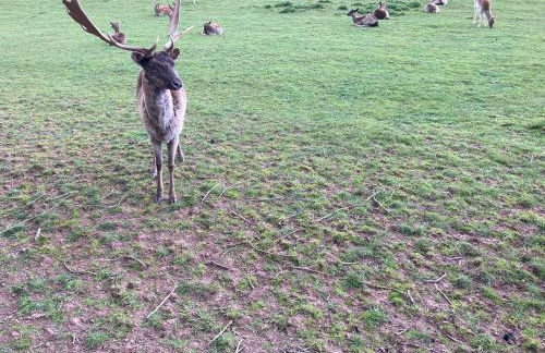 Luxe, landelijke vakantiewoning der alte Birnenbaum Duitsland-Sankt Wendel - Foto 69