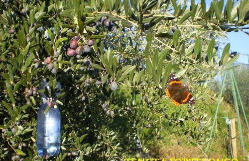 Tenuta Fortelongo - Foto 118