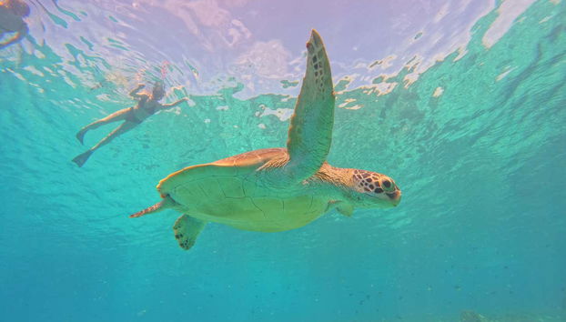 Snorkelling in Gili Meno - Foto 5
