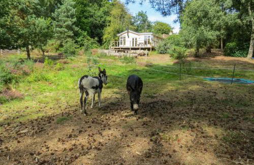 The Retreat, Unique property located in calming woodland surroundings, Close to Aldeburgh and Thorpeness - Foto 15