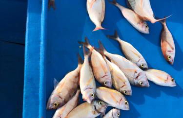 Minerva casa vacanze - Foto 25