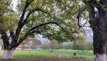 Ktima Karadimou - Foto 5