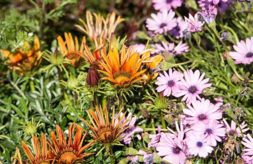 Olive Garden Villas and Apartments - Foto 56