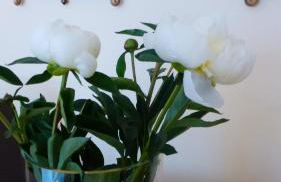 Kleines Studio Seefalke - Foto 10