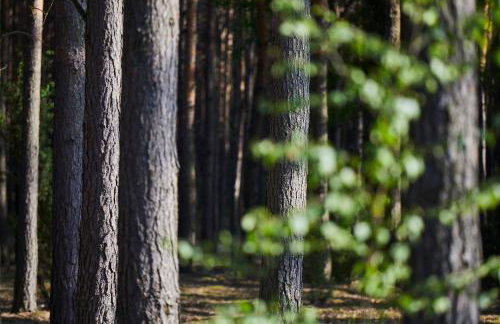 Nowa Stodoła - Foto 37