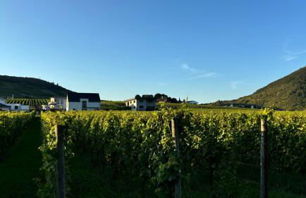 Haus im Weinberg - Foto 6
