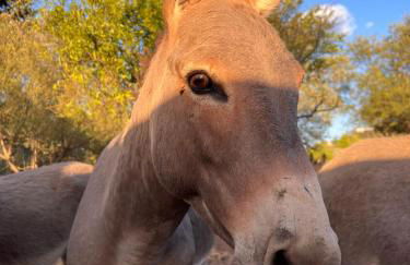 Casa Depau 2 - Foto 14