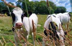 Plüschmors - Photo 24