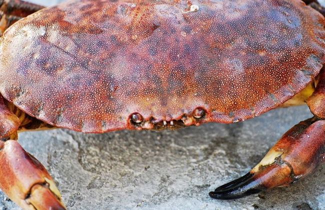 10 Person Holiday Home in Brattvag - Foto 32