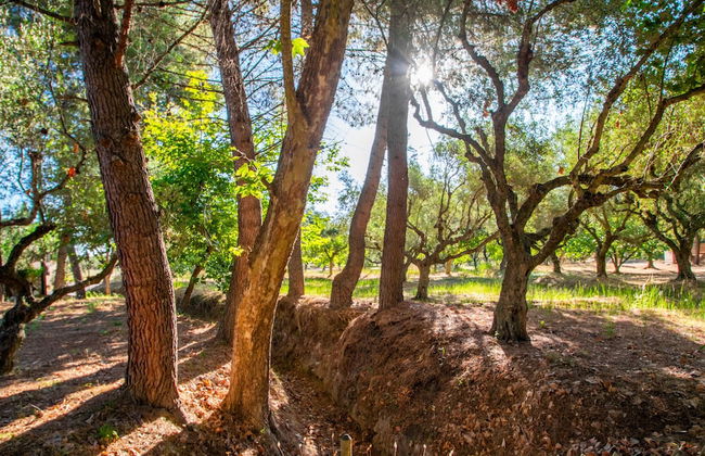 Doliva Estate - Foto 15