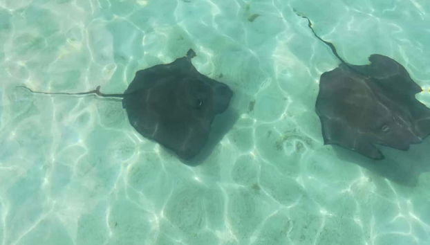 Swim with stingrays!