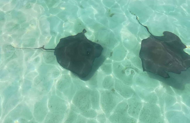 Snorkel in Stingray City Antigua - Photo 2