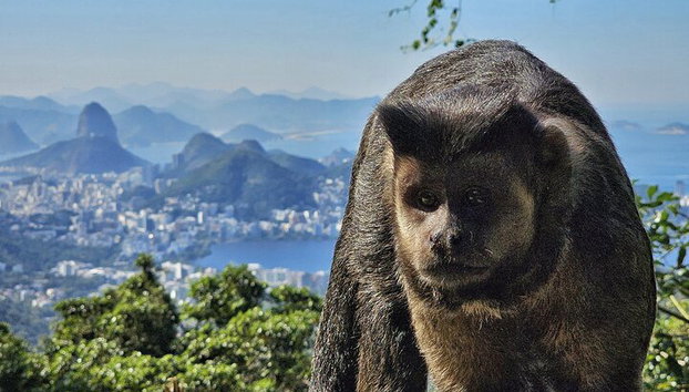 Visita guiada al bosque de Tijuca para grupos pequeños - Foto 3