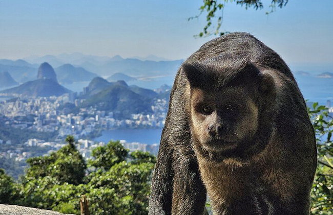 Visita guiada al bosque de Tijuca para grupos pequeños - Foto 3