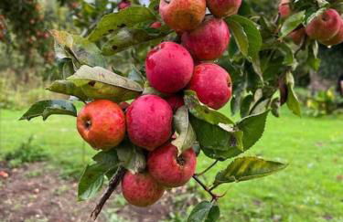 Grand gîte sauna et bain bouillonnant 15 pers - Foto 20