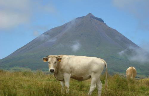 Casa da Abrótea - Photo 4