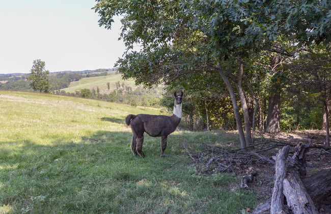 Llama House - Foto 44