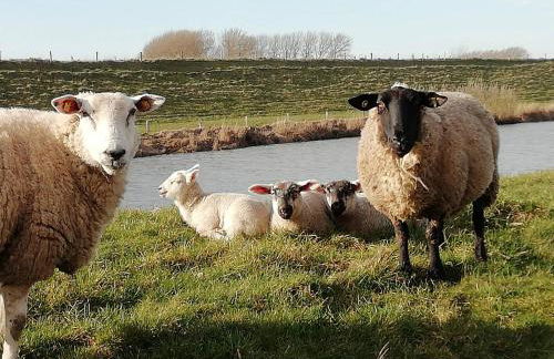 Große Warf mit Rasenfläche - Photo 12