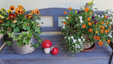 Fewo Wald & Wiese - Foto 3