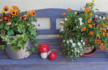 Fewo Wald & Wiese - Foto 3