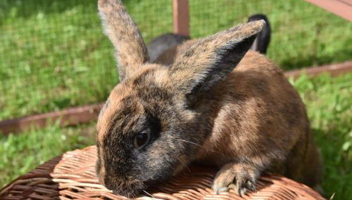 Biohof Seifert - Foto 4