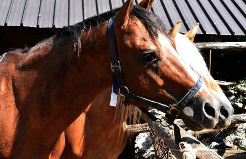 Fattoria Alvaneta - Foto 59