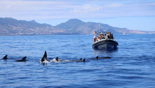 Amazing Pilot Whales