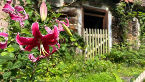 Cosy Lehde - Foto 5, Garden