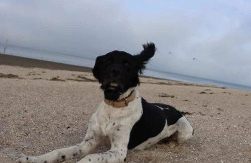 de Boer Comfortable holiday residence - Foto 22