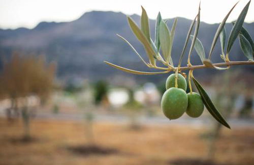 Apartamentos Cedro Alto - Photo 78
