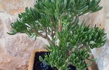 Villa Mediterranea - Photo 48