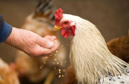 Agriturismo Monte Acuto - natura, mare & relax in piscina - Foto 27