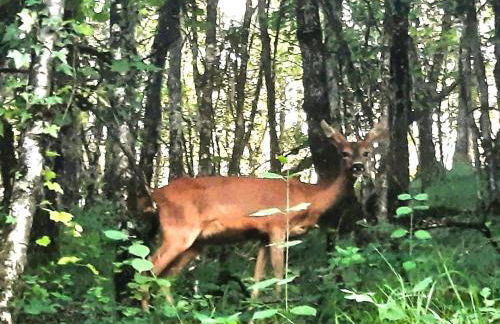Gîte La Salamandre - Piscine, nature, GR35 et télétravail - Foto 12