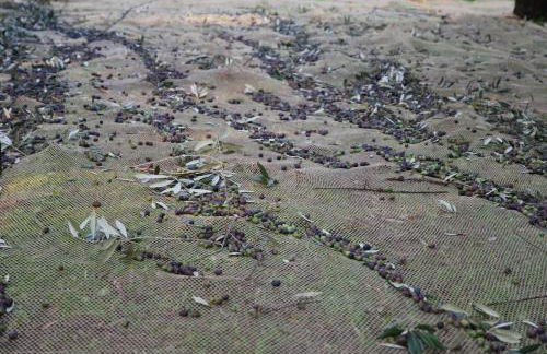 Agriturismo Terra E Sole - Foto 26