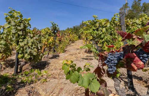 Casa Dona Aninhas - Douro - Foto 19