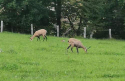 Gite les carriaux - Foto 28