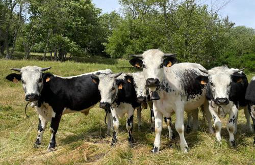 Chamois Rouge - Foto 27