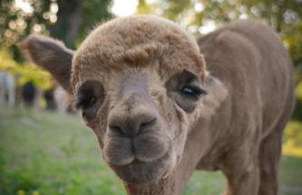 Landhaus Paco Ferienhaus für 12 Personen mit Alpakas, Sauna & Kamin - Foto 20