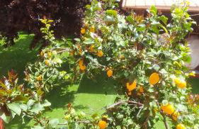 Sunflower Terrace - Rome and Castelli Romani - Foto 33