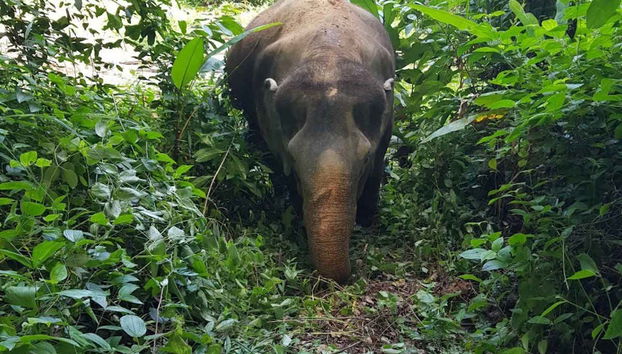 An elephant in the jungle near Phuket