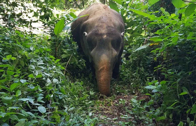 Excursión al Jungle Elephant Sanctuary - Foto 2