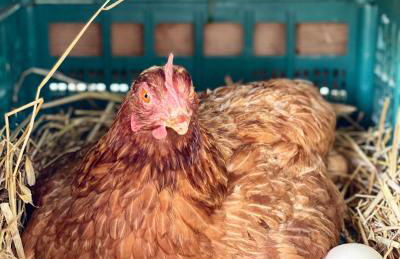 Agriturismo Il Riccio - Foto 49