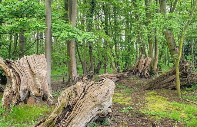 Hay's Wood Retreat - Foto 50