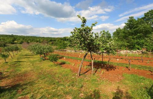 Spignoviza - Foto 21